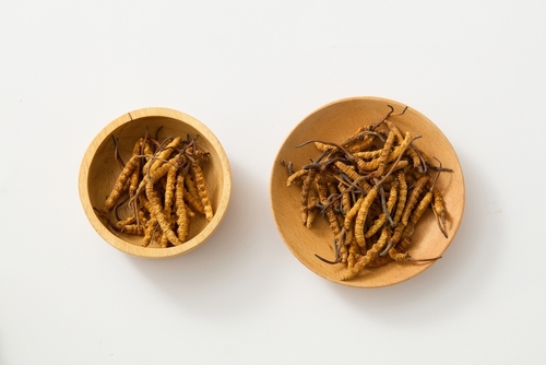 Medicinální houba cordyceps